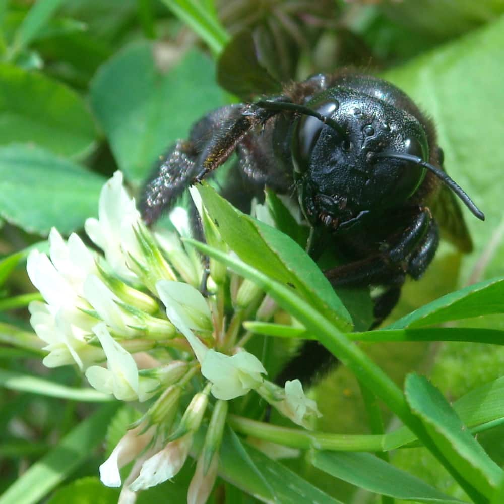Abeille charpentière (genre Xylocopa) butinant une fleur de trèfle