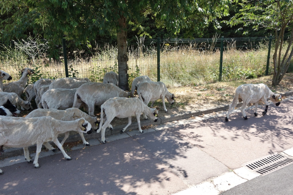 Troupeau de moutons sur un trottoir